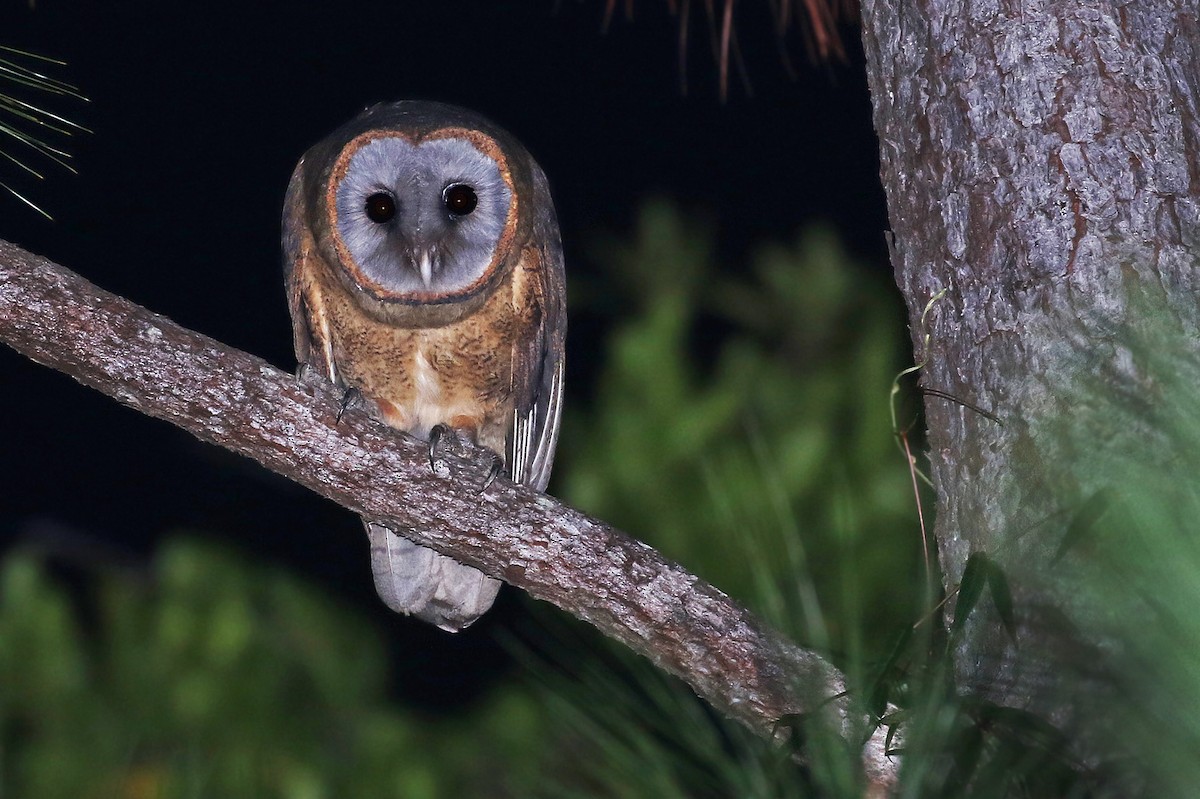 Ashy-faced Owl - ML24498031