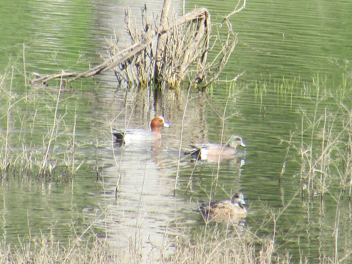 Eurasian Wigeon - ML24498101