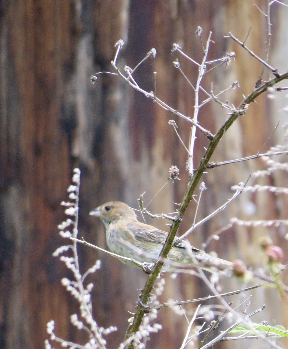 Indigo Bunting - ML244982071