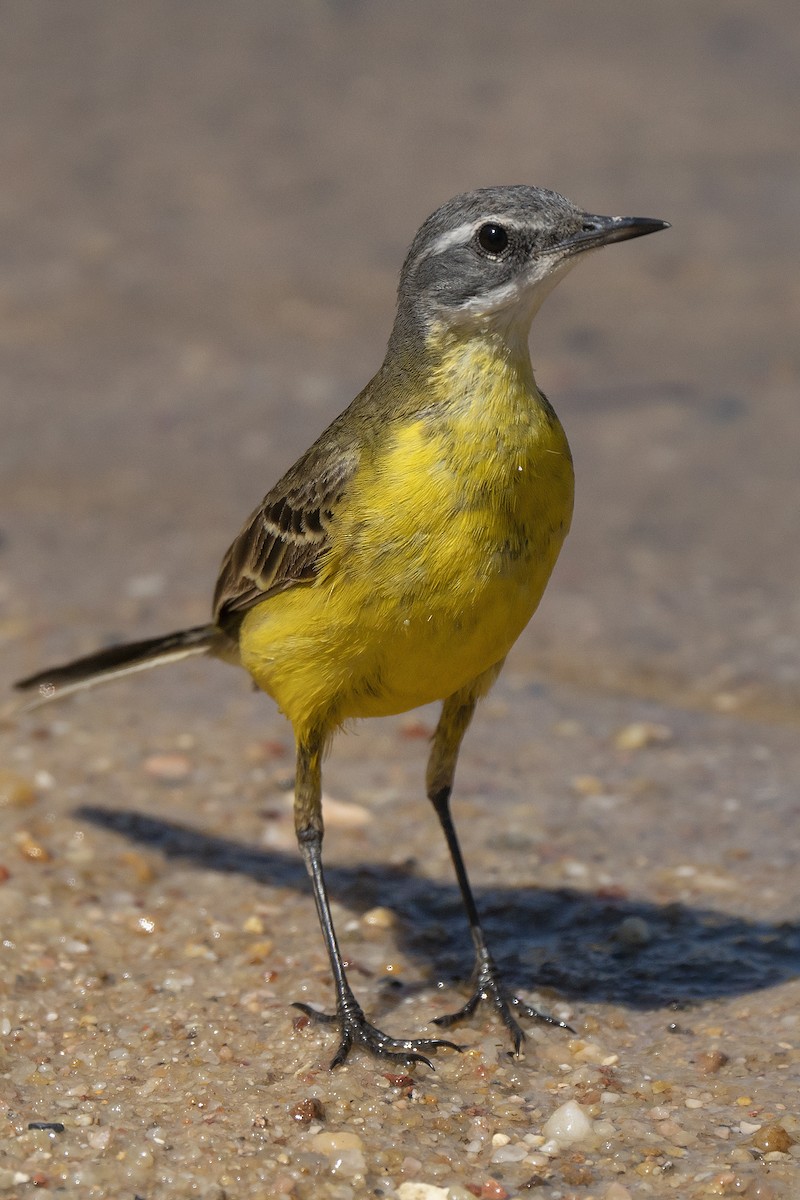 Western Yellow Wagtail (iberiae) - ML244982871