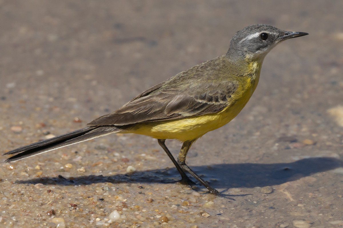 Western Yellow Wagtail (iberiae) - ML244982891