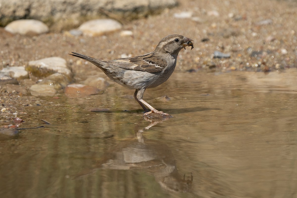 House Sparrow - ML244982921