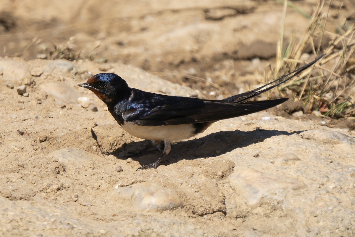 Barn Swallow - ML244982941