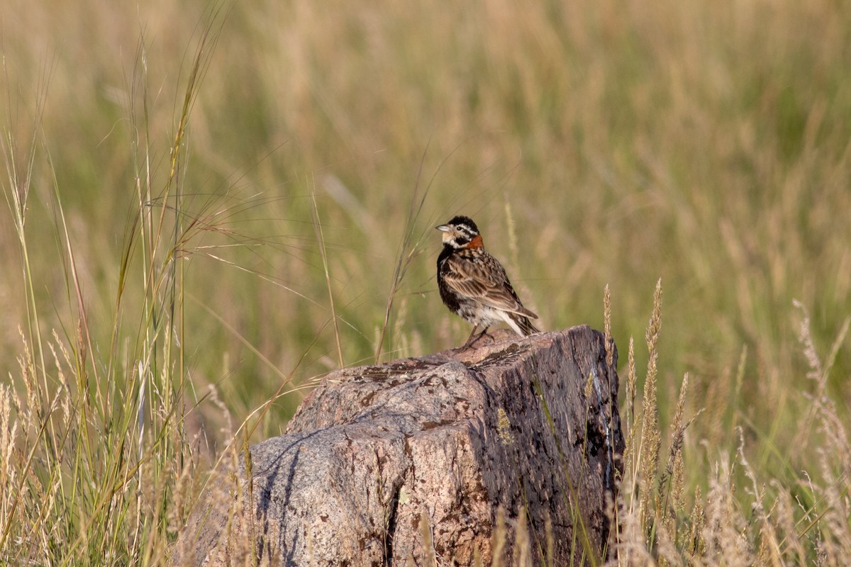 Chestnut-collared Longspur - ML244983011