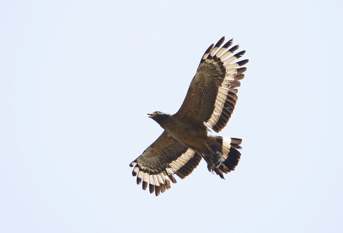 Crested Serpent-Eagle - Neeraj Sharma