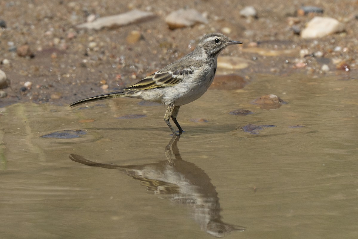 ニシツメナガセキレイ（iberiae） - ML244983521