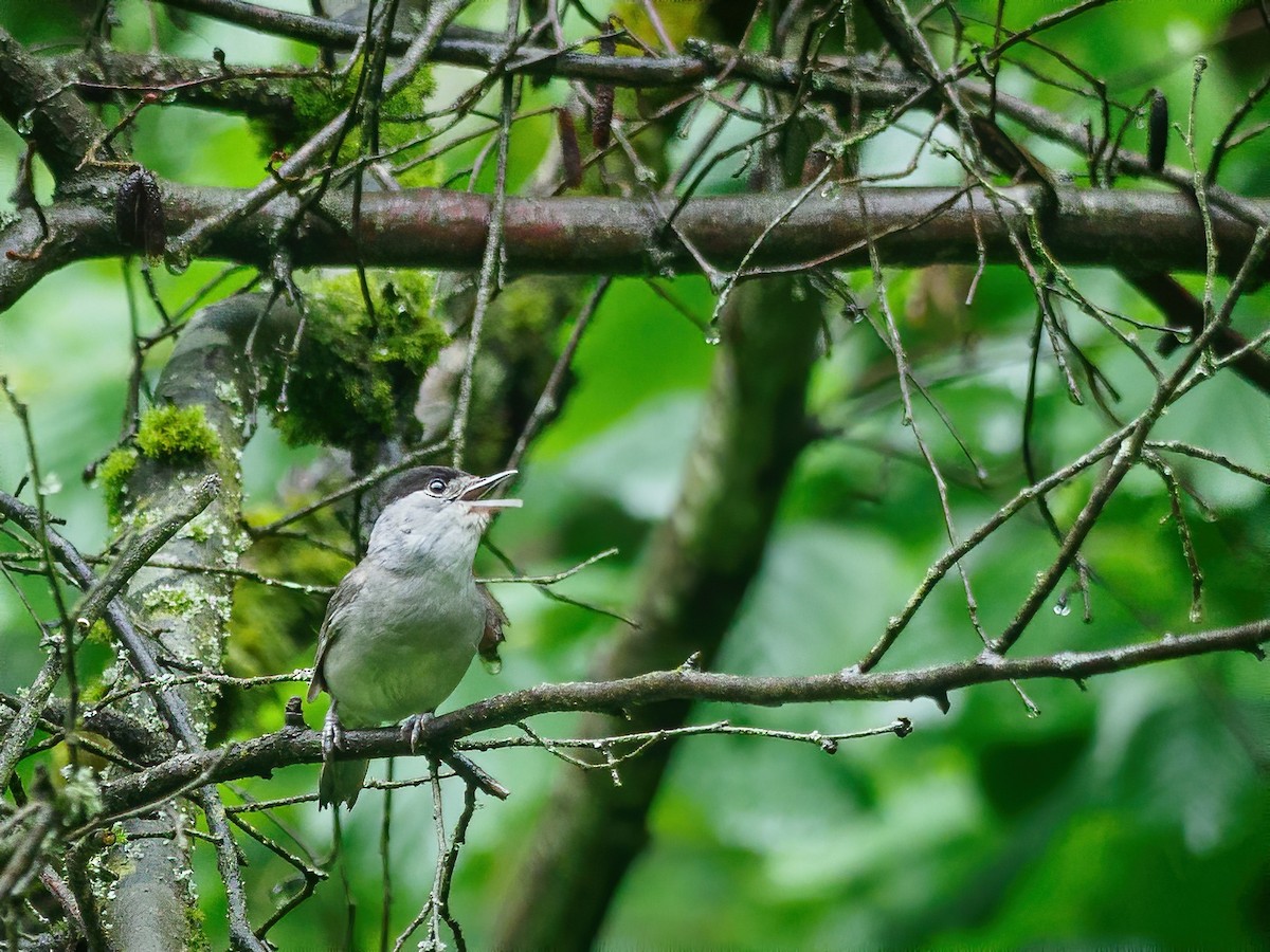 Eurasian Blackcap - ML244983731