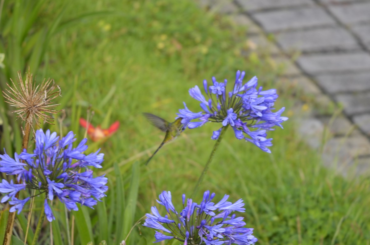 Black-tailed Trainbearer - ML244983891