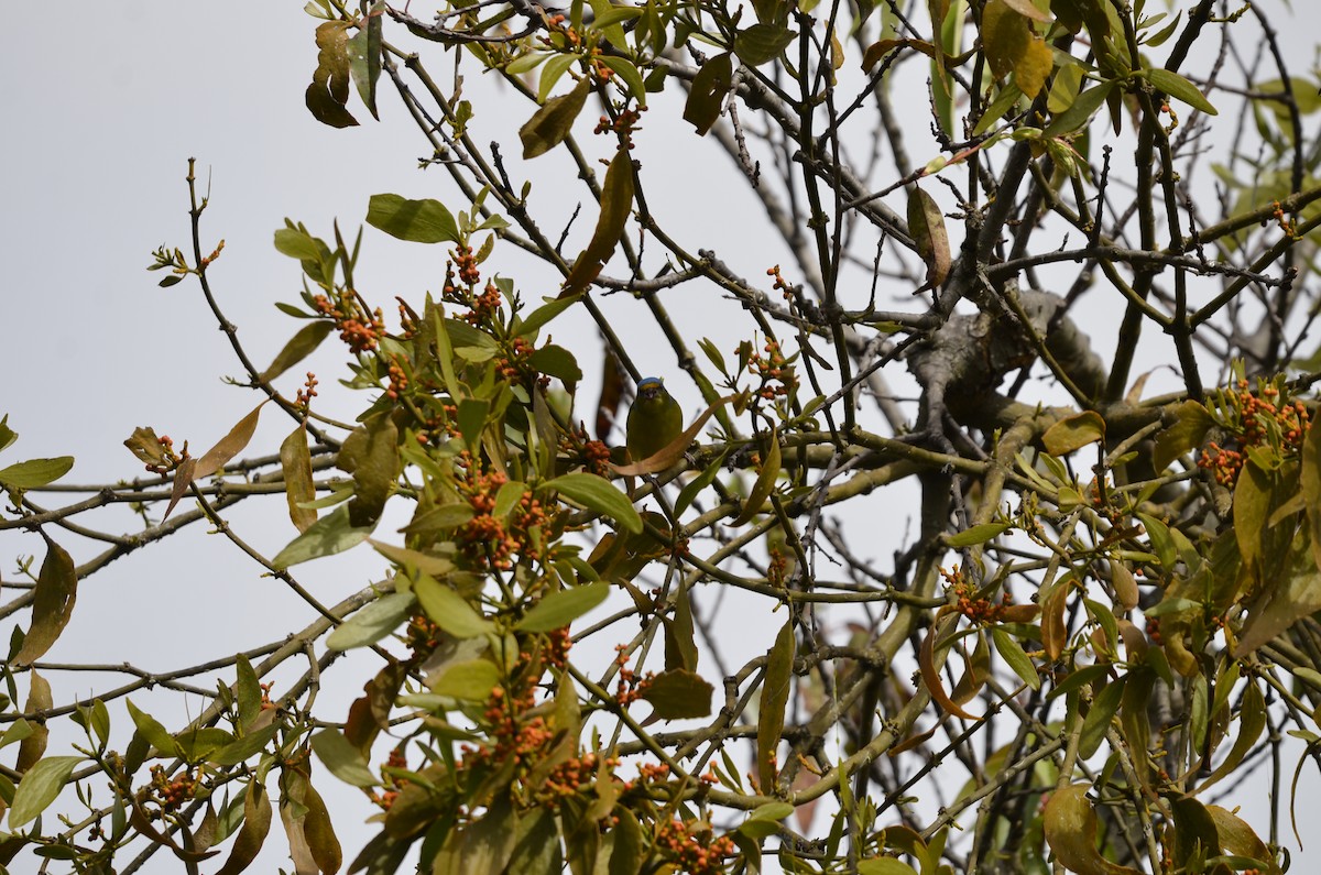 Golden-rumped Euphonia - ML244984171