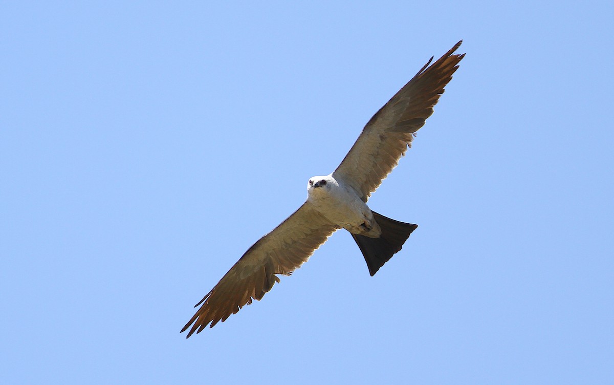 Mississippi Kite - Jerry Liguori