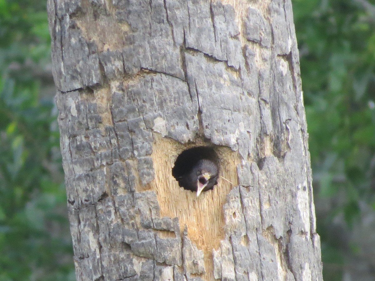 European Starling - ML244985371