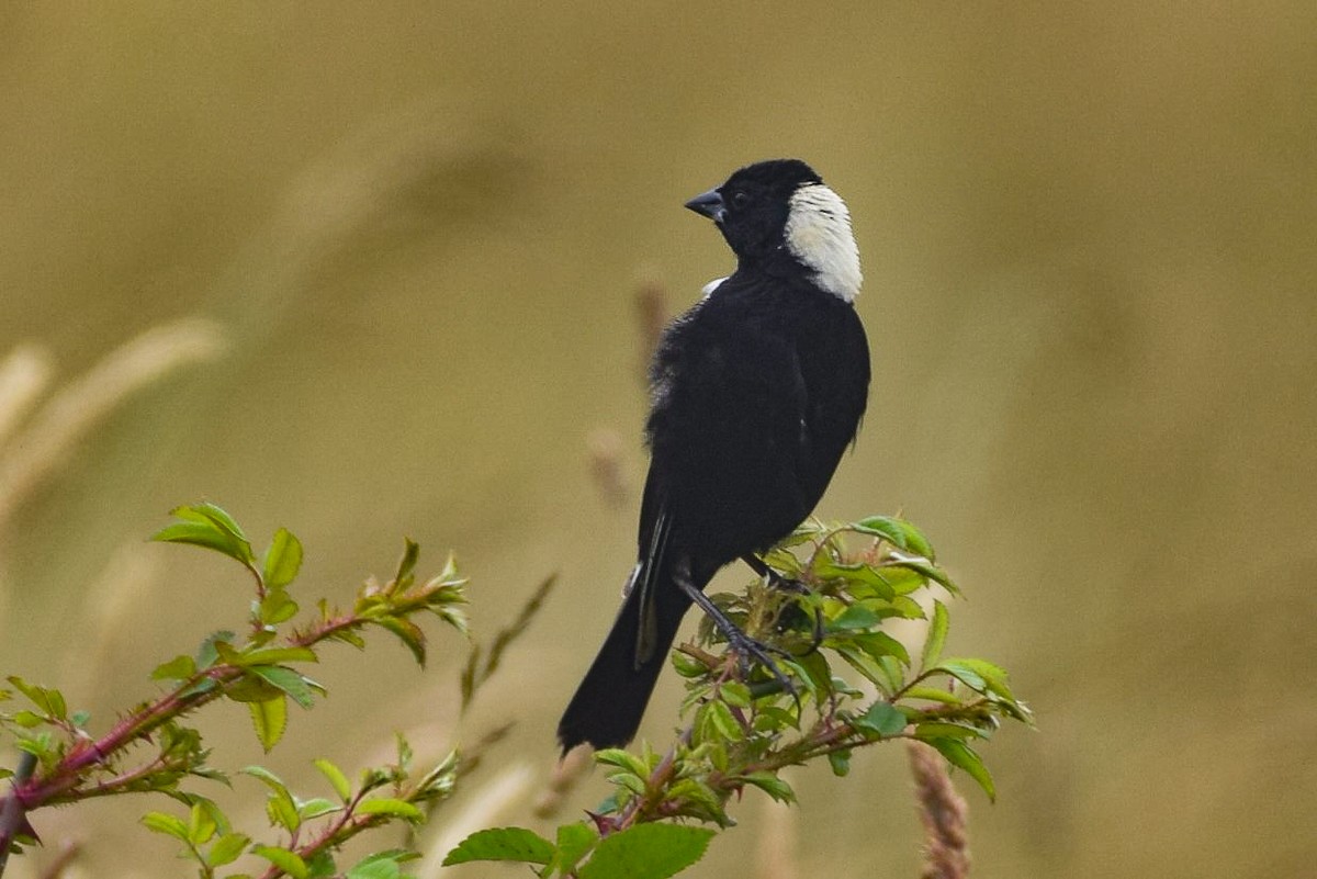 Bobolink - ML244985601