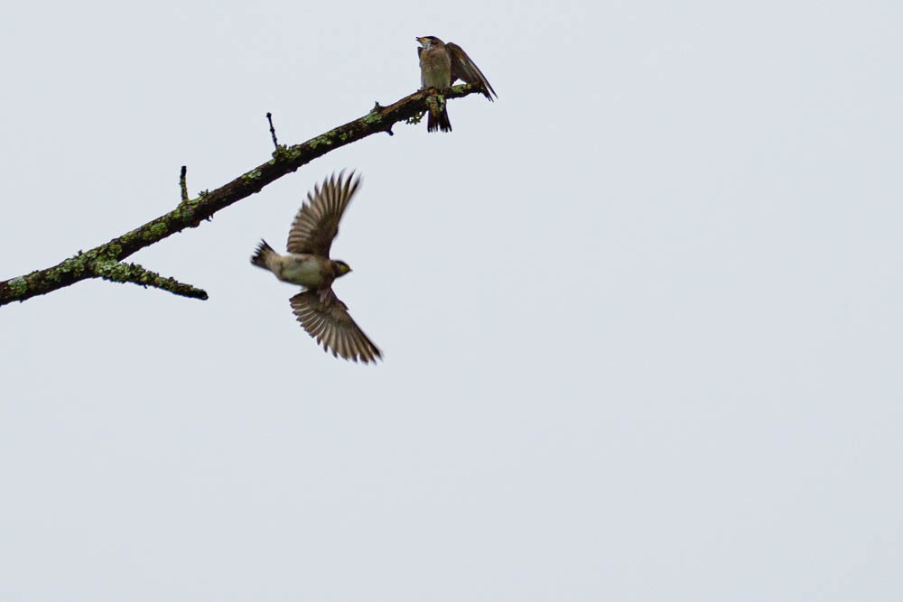 Cliff Swallow - ML244985871