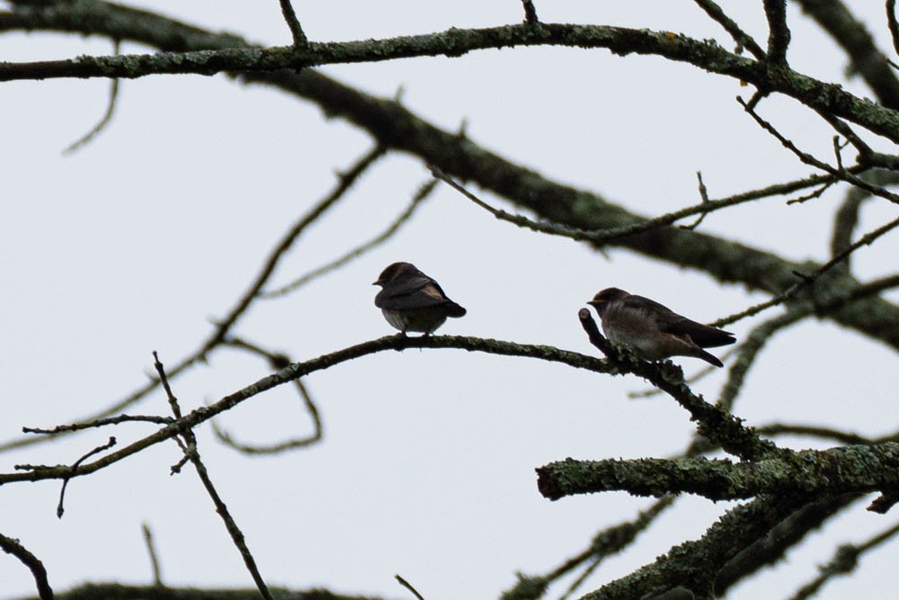 Cliff Swallow - ML244985881