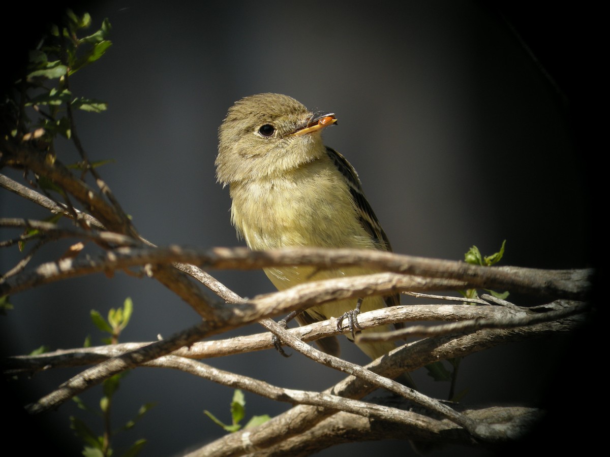 Western Flycatcher (Pacific-slope) - Oscar Johnson