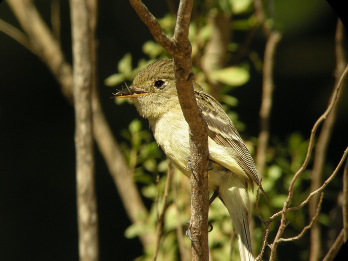 Western Flycatcher (Pacific-slope) - ML244986291