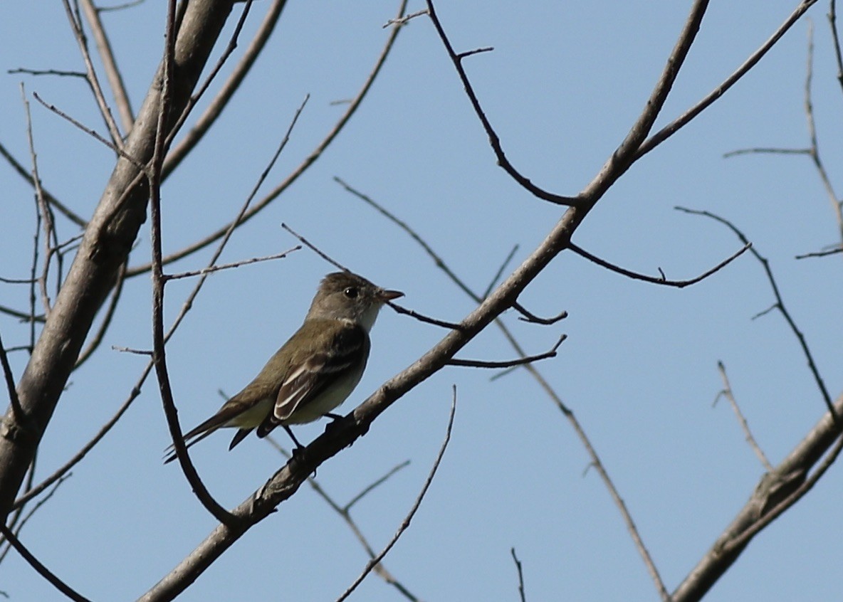 Willow Flycatcher - ML244987501