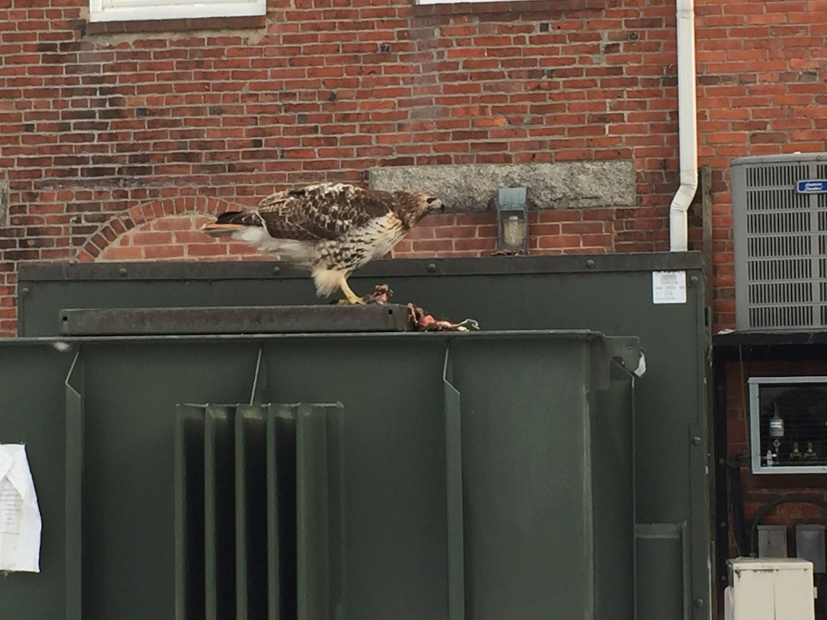 káně rudochvostá - ML24499031