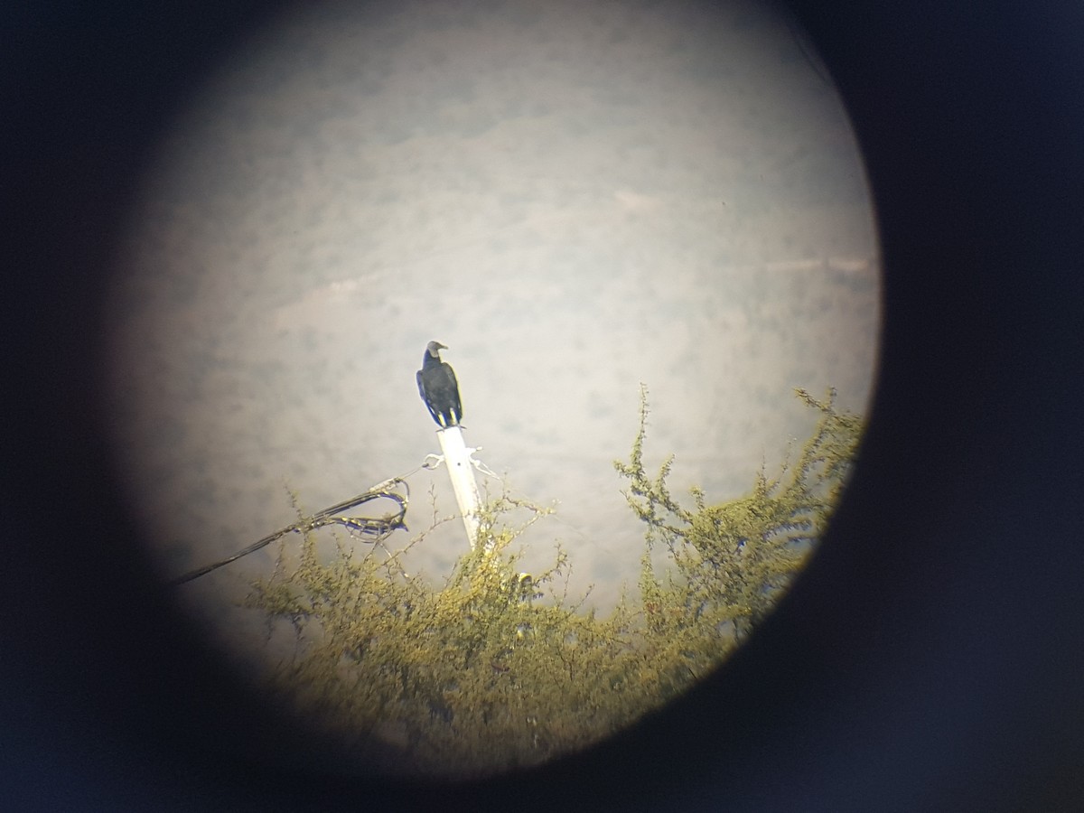 Black Vulture - Nelson Contardo