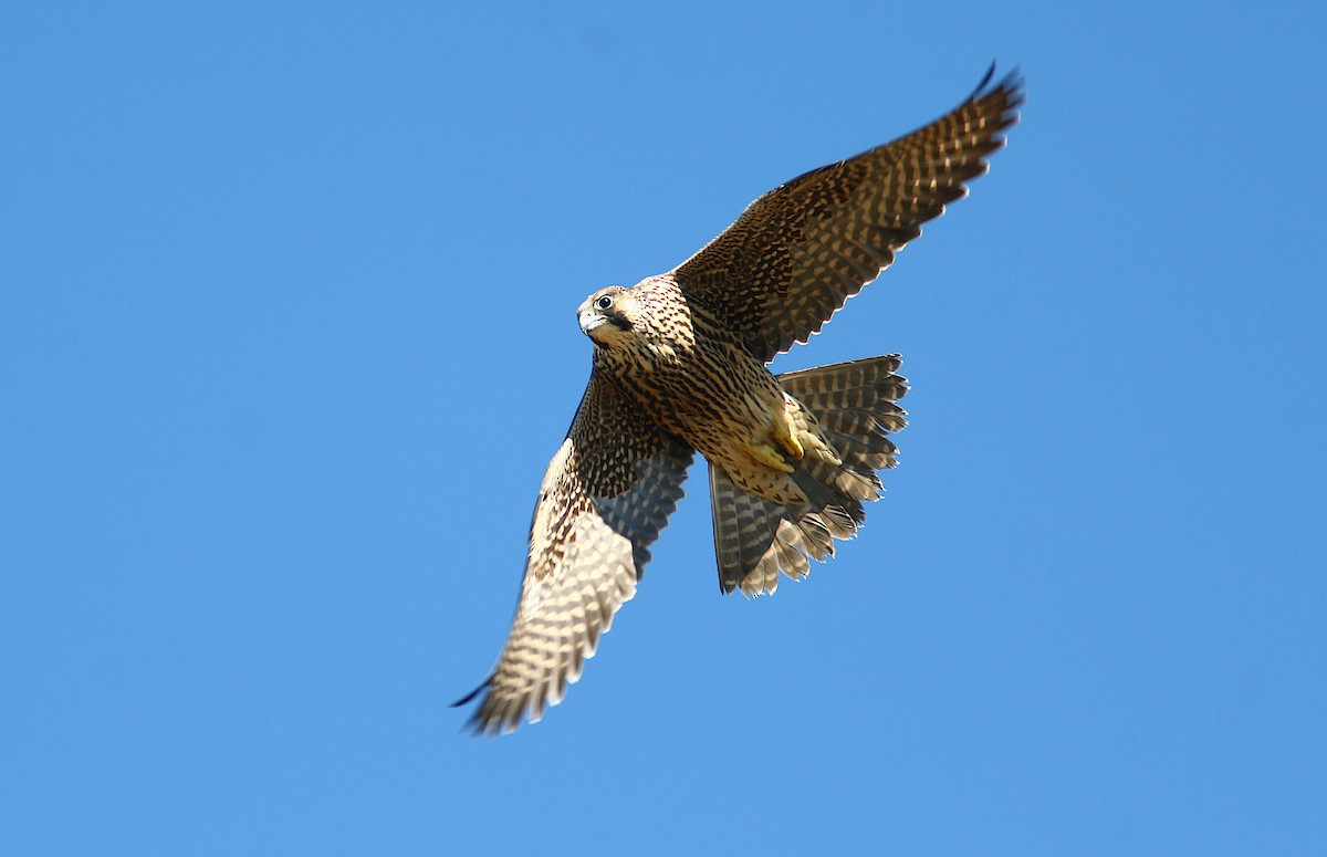 Peregrine Falcon - ML244994911