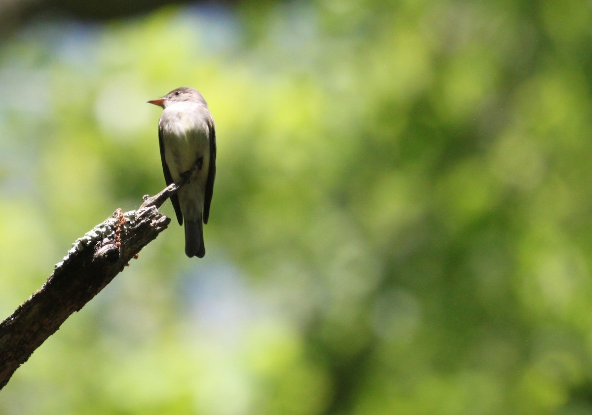 Eastern Wood-Pewee - ML244995491