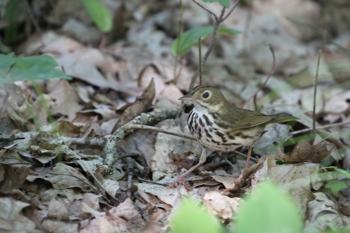 Ovenbird - ML244997401