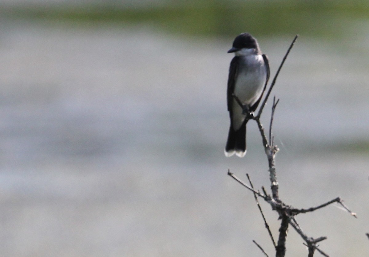 Eastern Kingbird - ML244997751