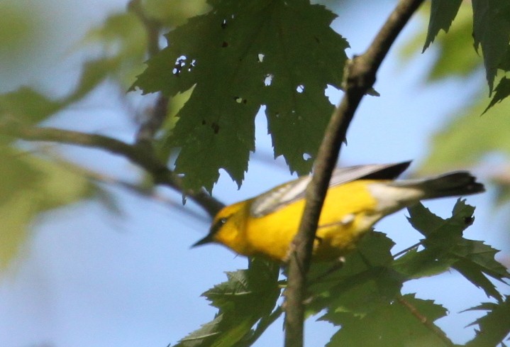 Blue-winged Warbler - ML244997821