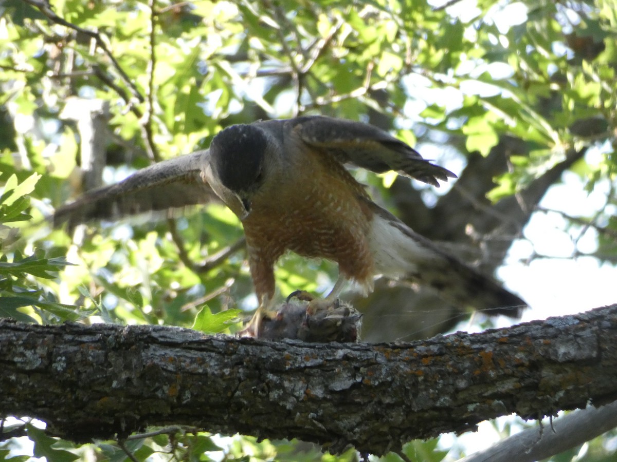 Cooper's Hawk - ML244998081