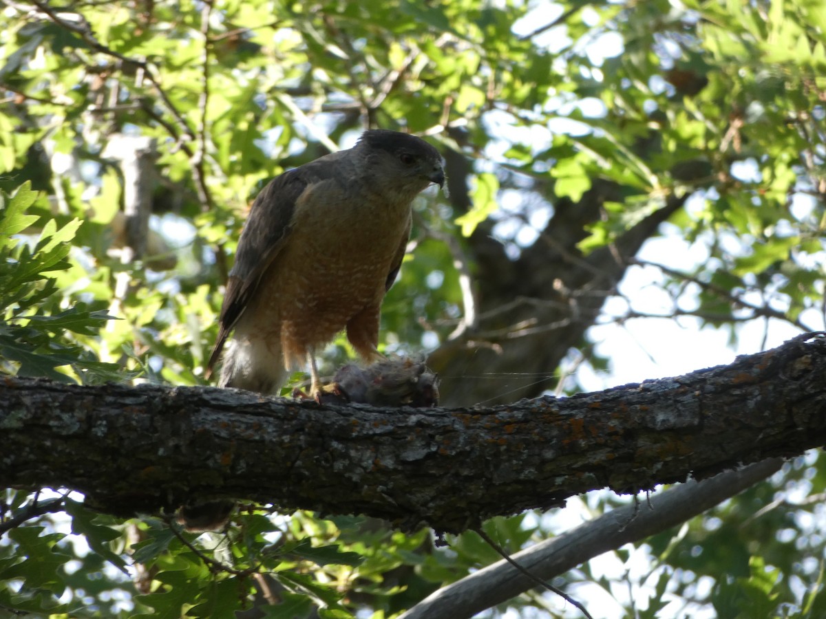 Cooper's Hawk - ML244998291