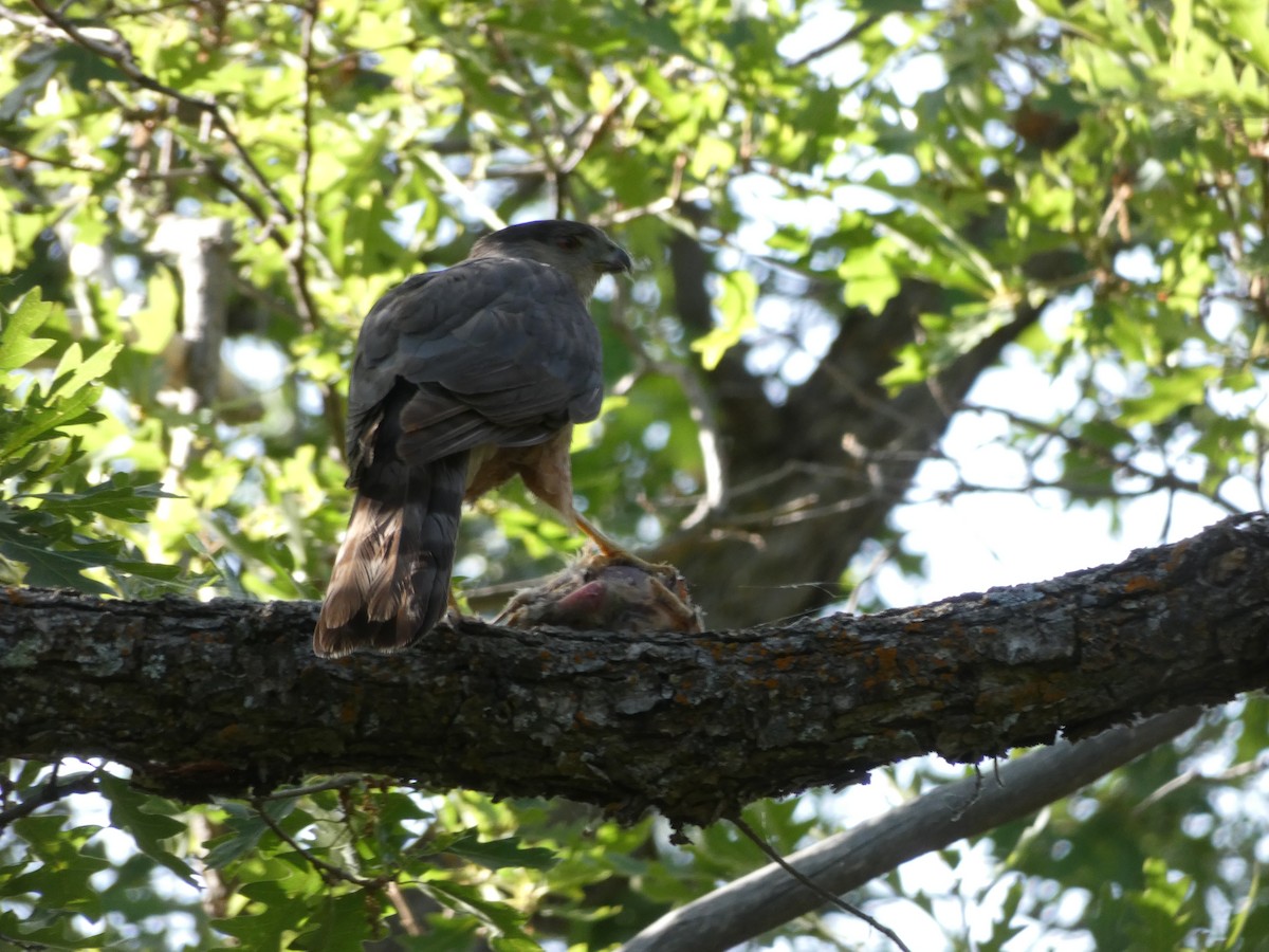 Cooper's Hawk - ML244998301