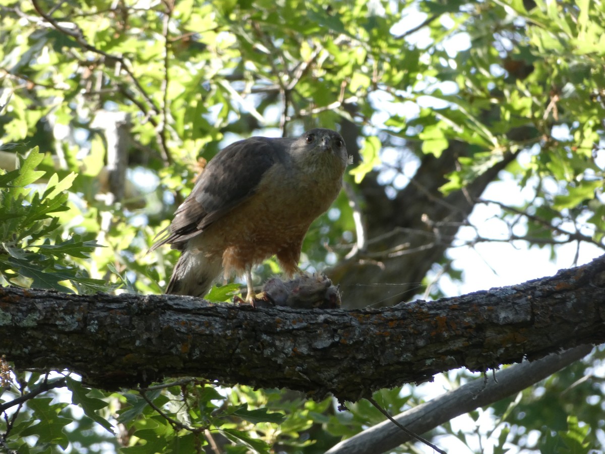 Cooper's Hawk - ML244998331