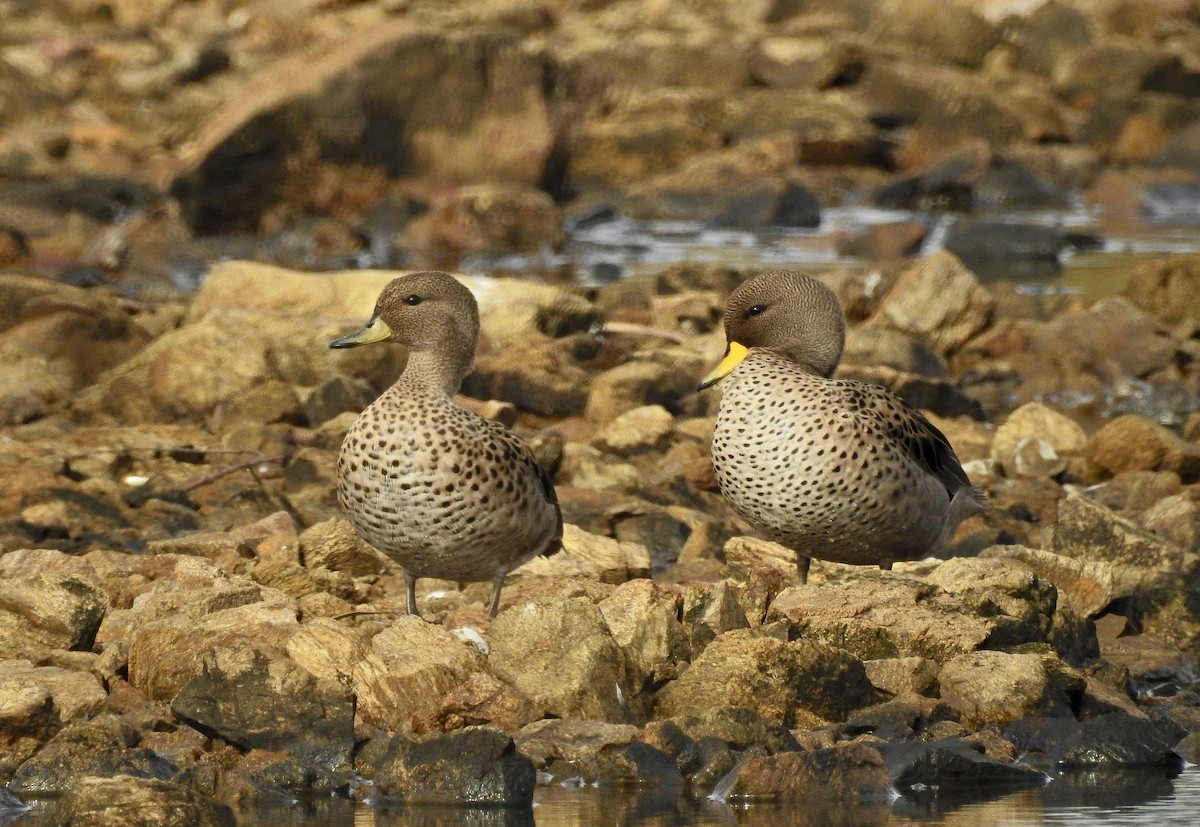 Yellow-billed Teal - ML245001431