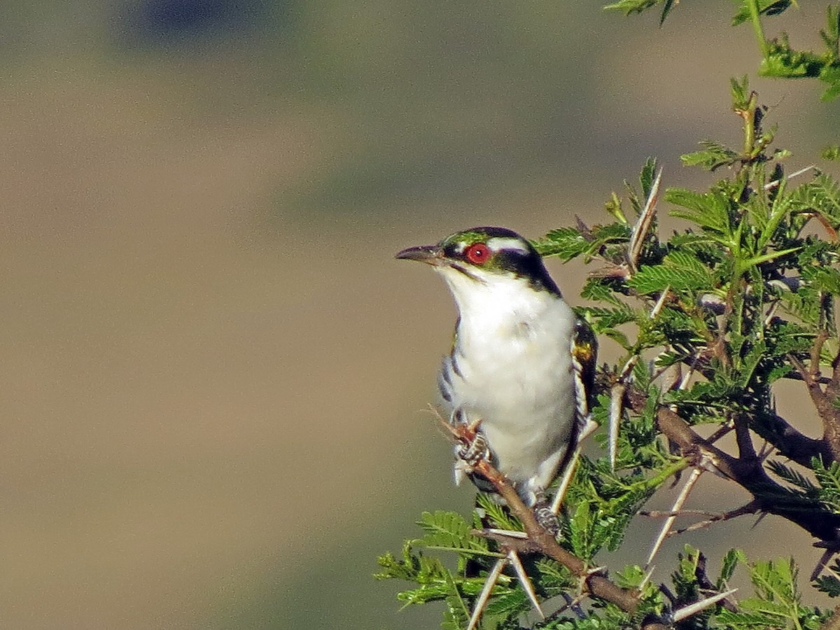 Dideric Cuckoo - Simon Hitchen