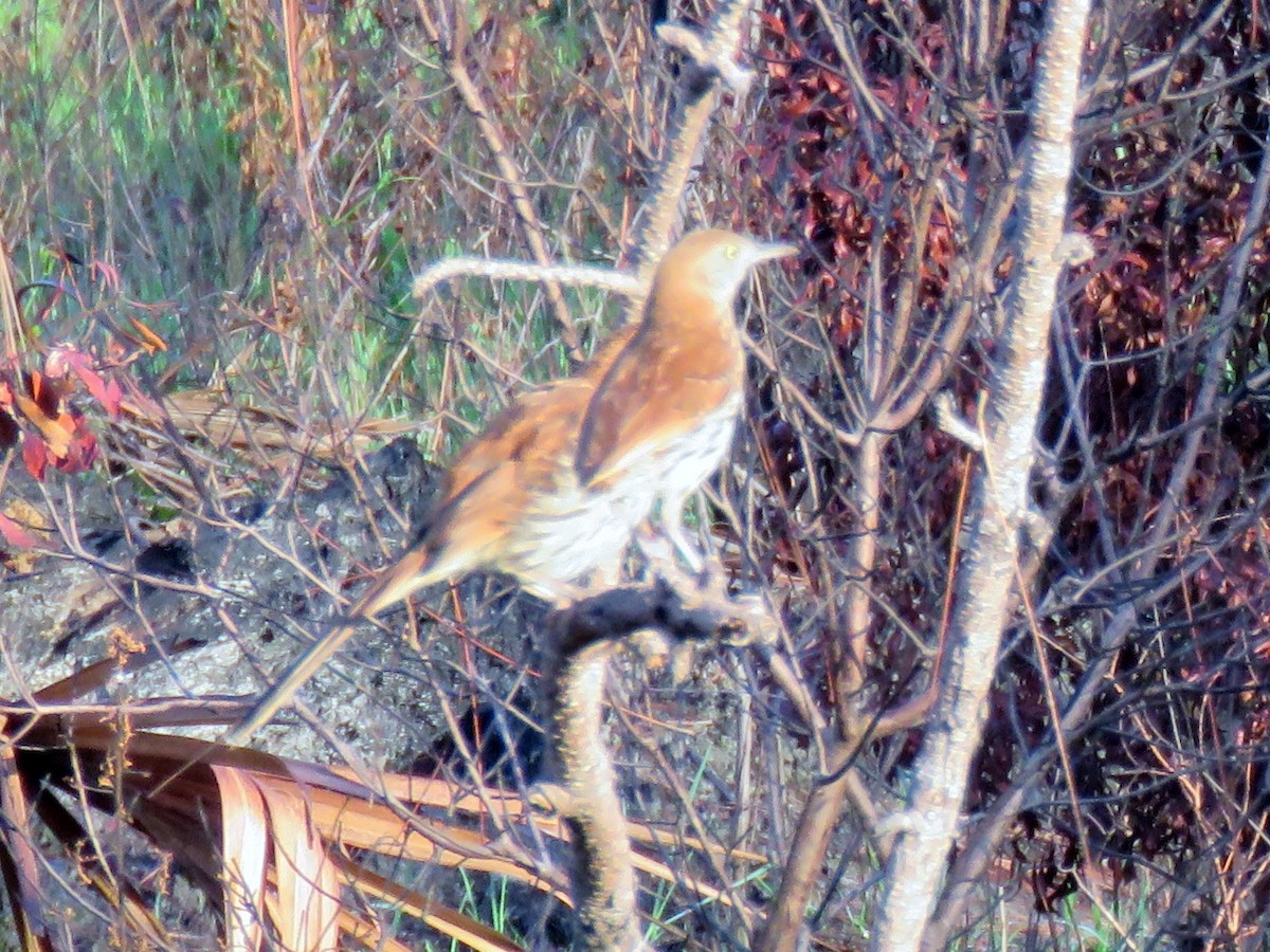 Brown Thrasher - Robert Winter