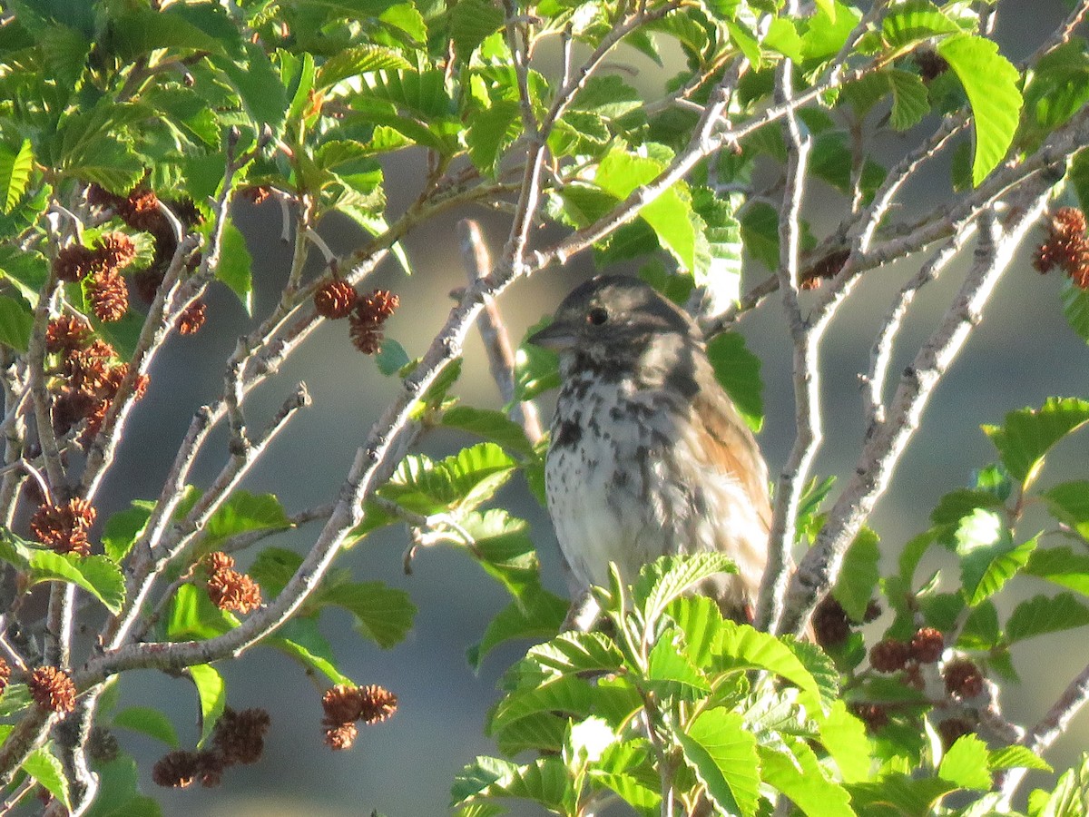 Fox Sparrow (Slate-colored) - ML245007721
