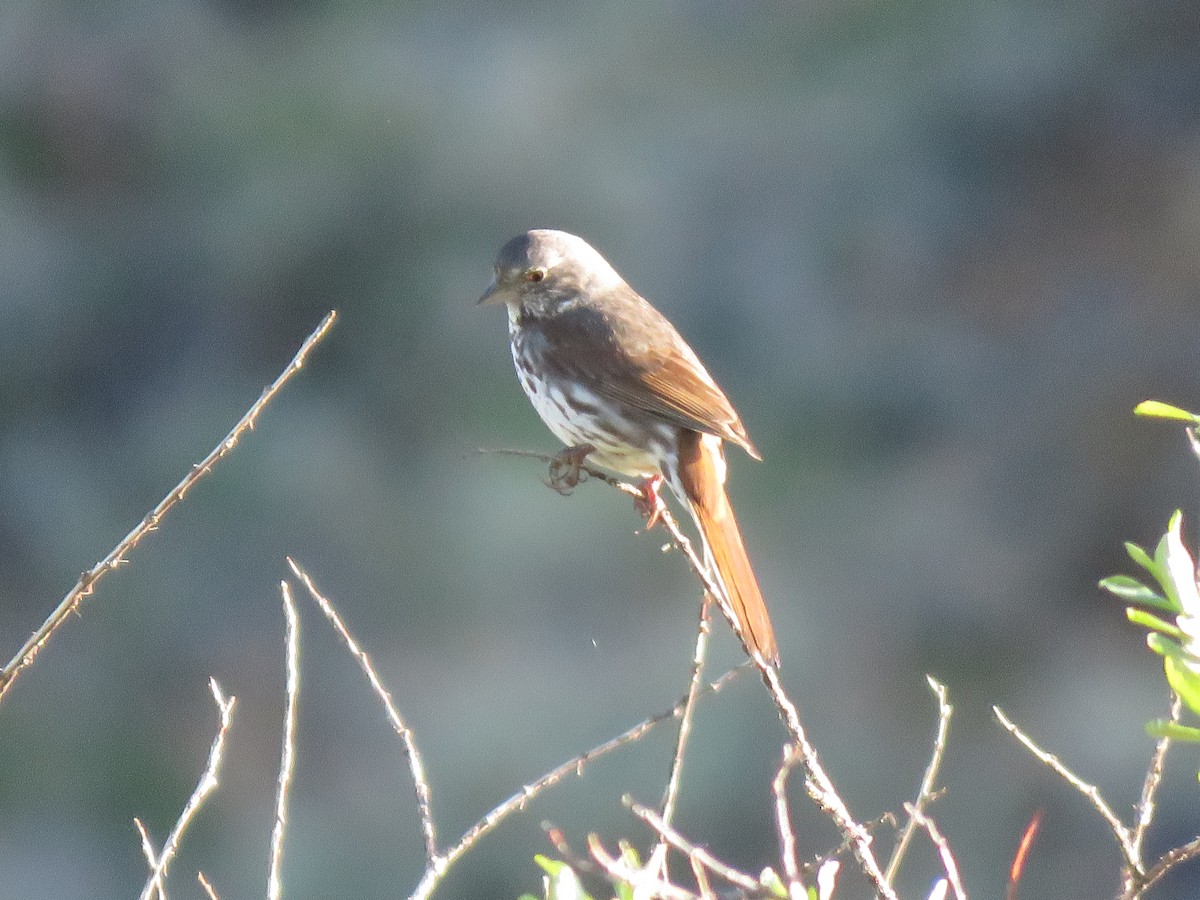 Fox Sparrow (Slate-colored) - ML245007731