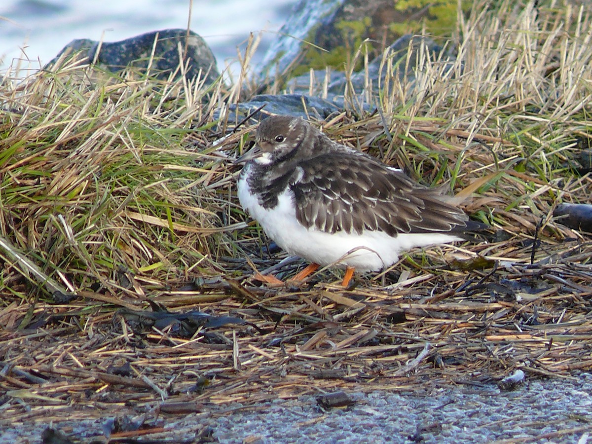 Ruddy Turnstone - ML245009141