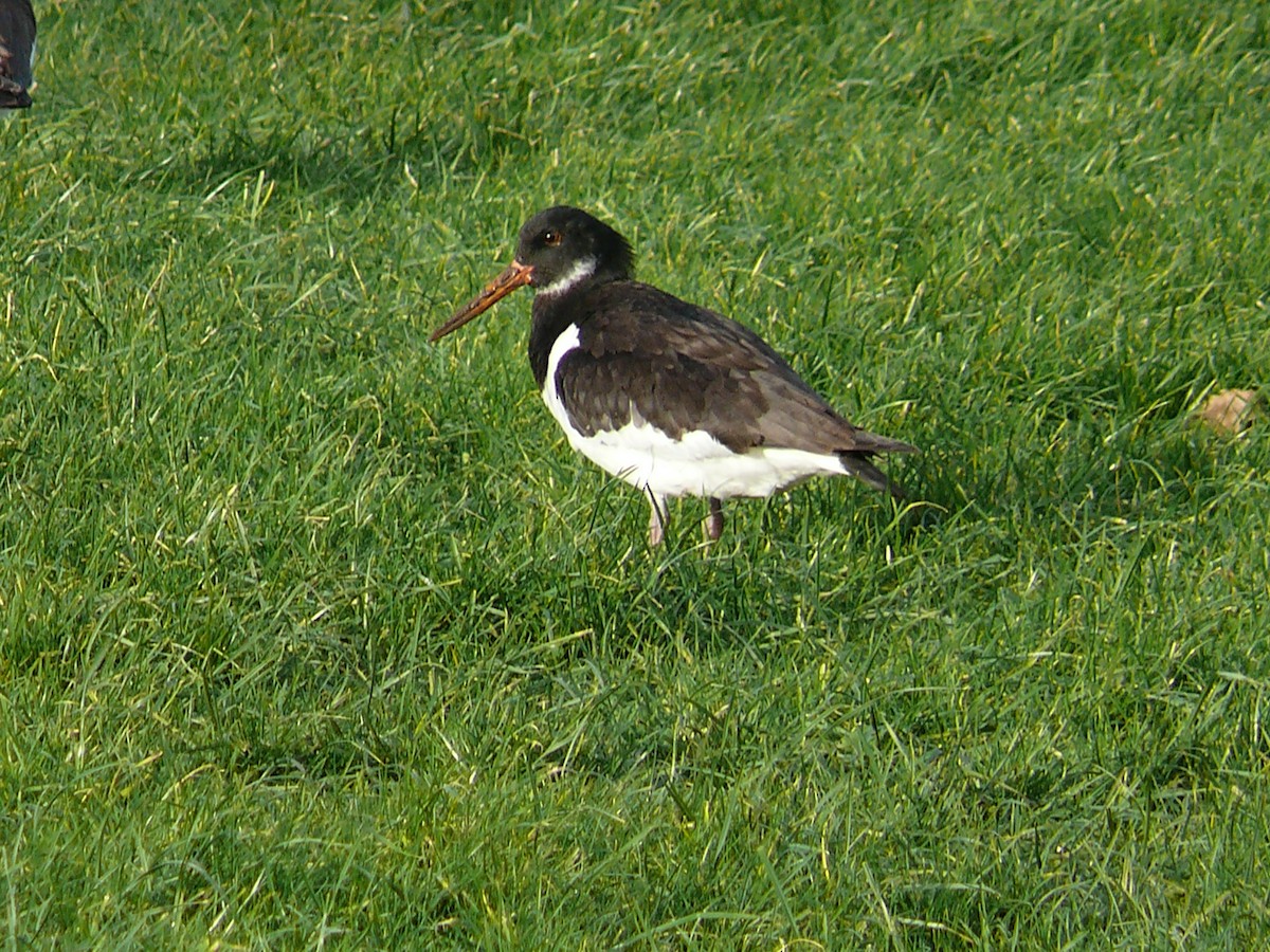 Eurasian Oystercatcher - ML245009271