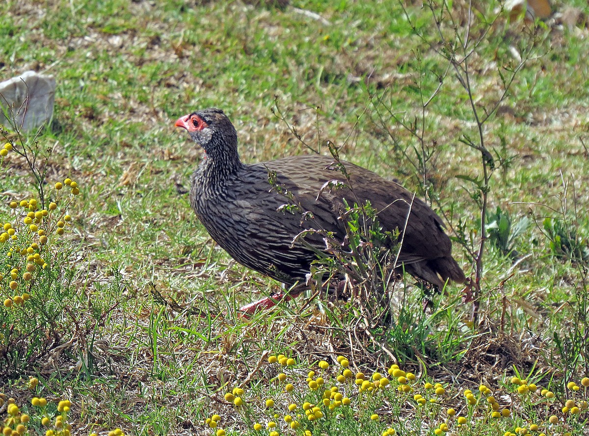 Red-necked Spurfowl (Southern) - ML245009511