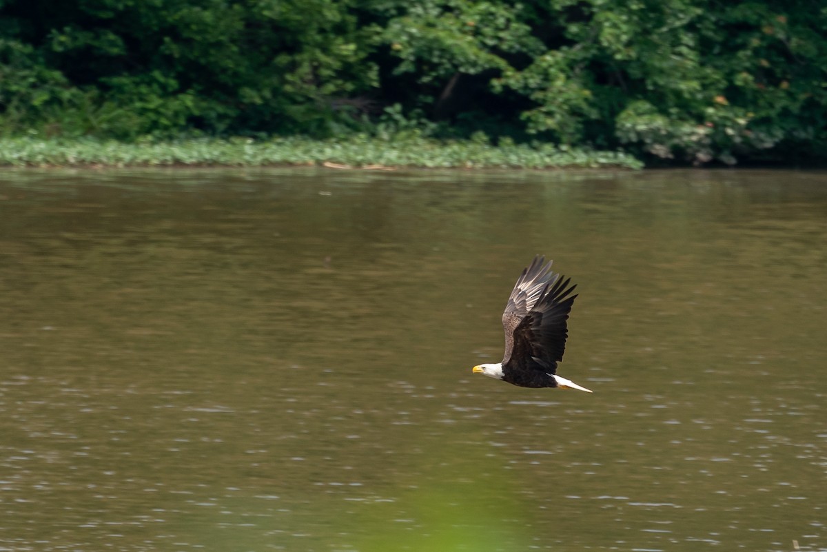 Bald Eagle - ML245010651