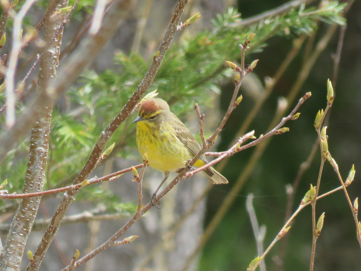 Palm Warbler - Kerry Lee Morris-Cormier