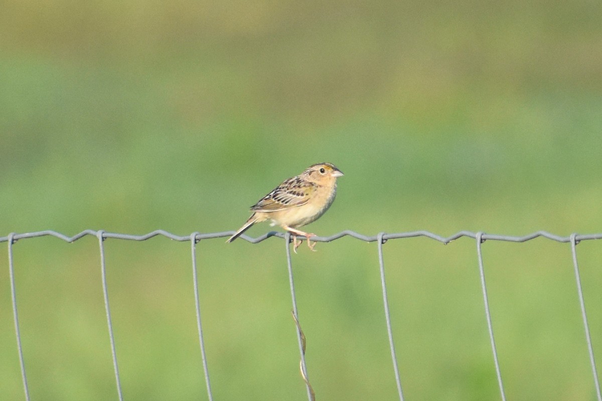 Grasshopper Sparrow - ML245013451
