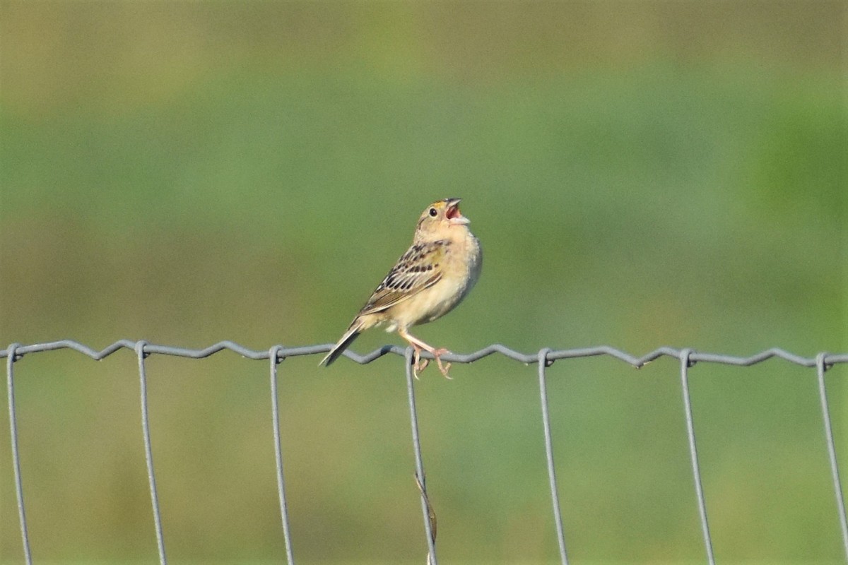 Grasshopper Sparrow - ML245013461