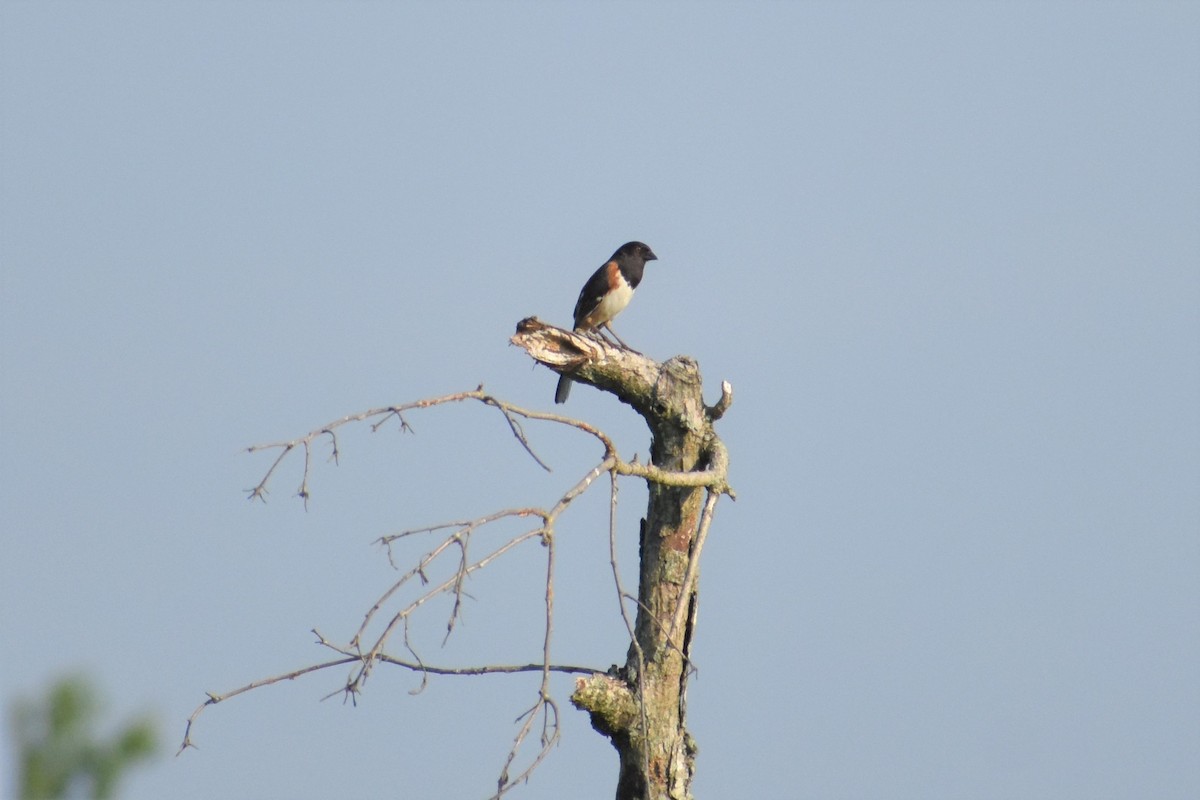 Eastern Towhee - ML245013481