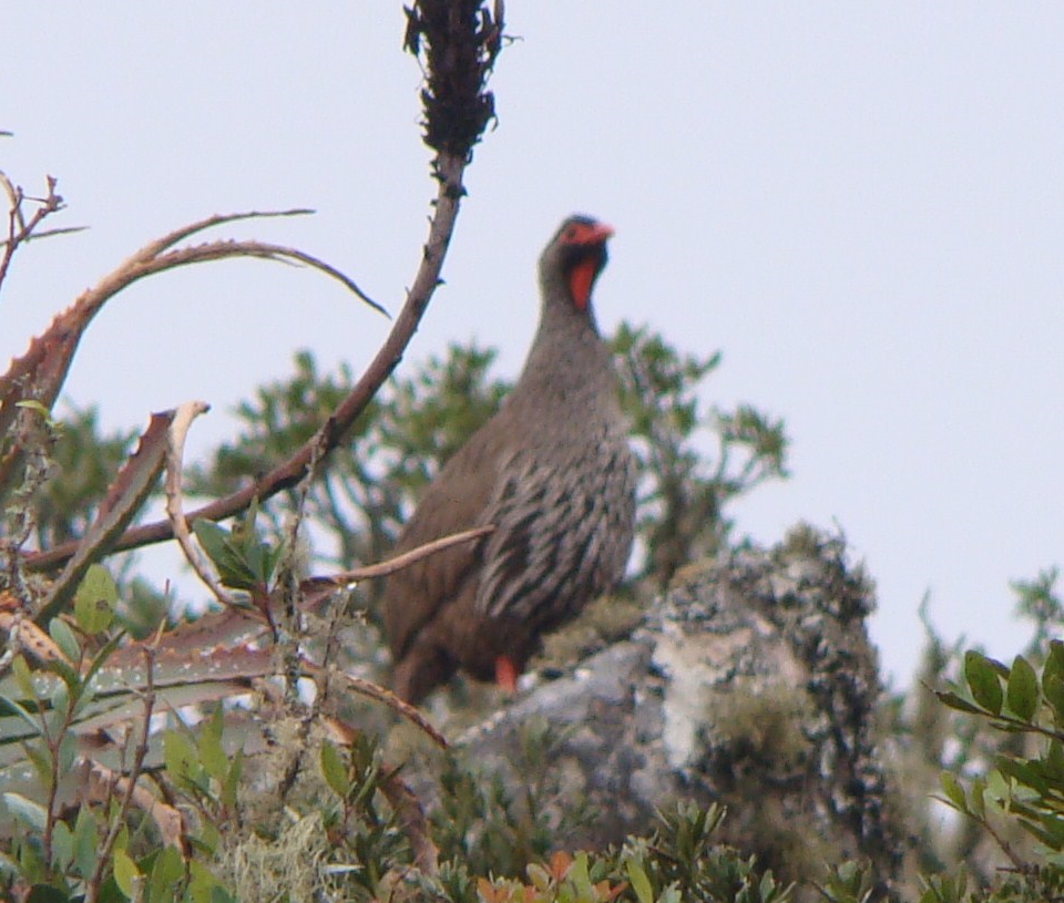 Francolin à gorge rouge - ML245013581