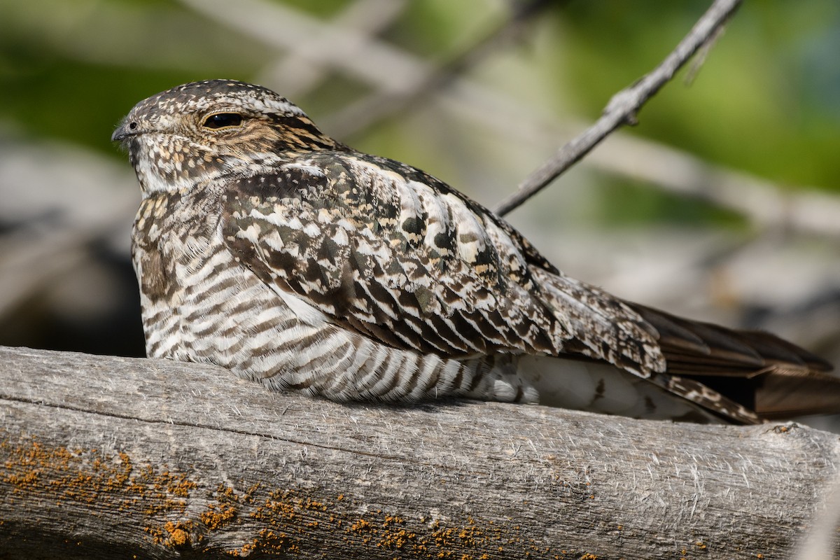 Common Nighthawk - Darren Clark