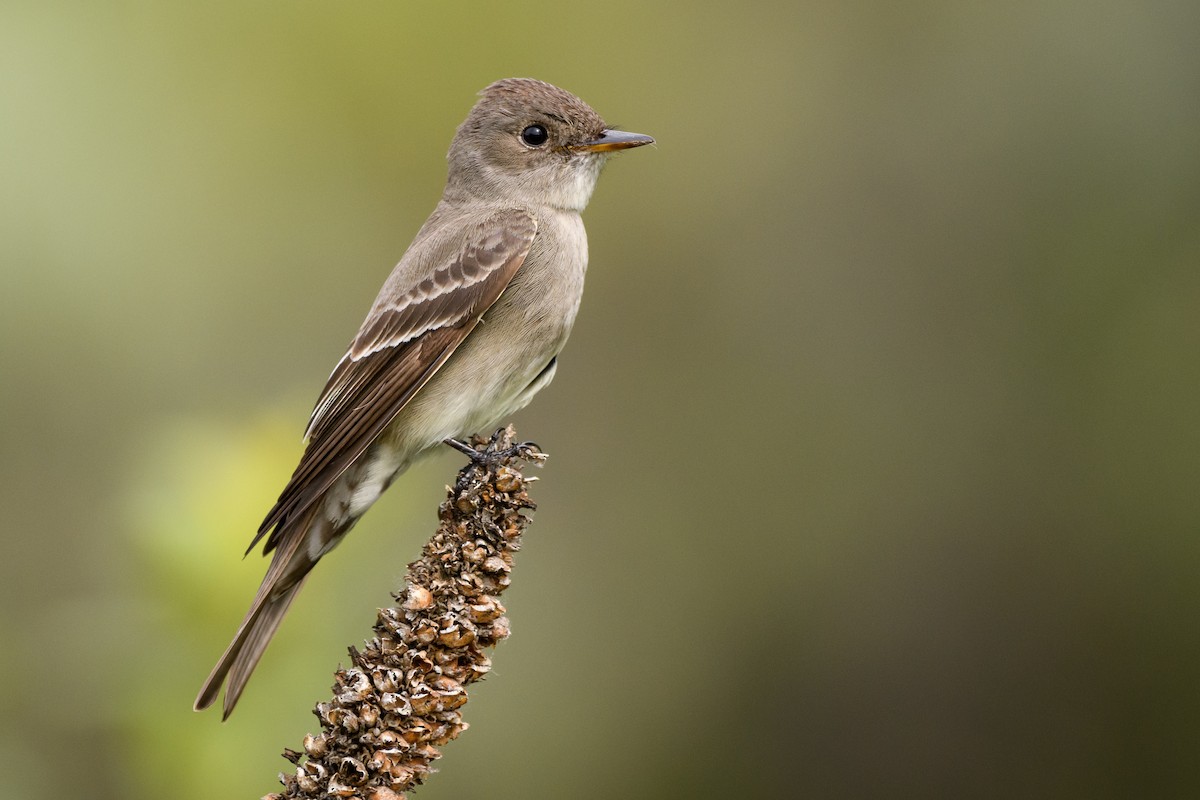 Western Wood-Pewee - ML245014381