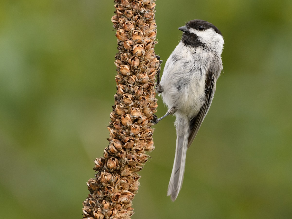 Black-capped Chickadee - ML245014491