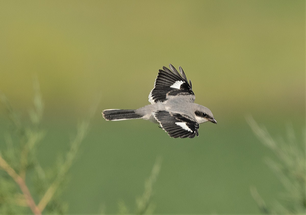 Loggerhead Shrike - Steve Kruse